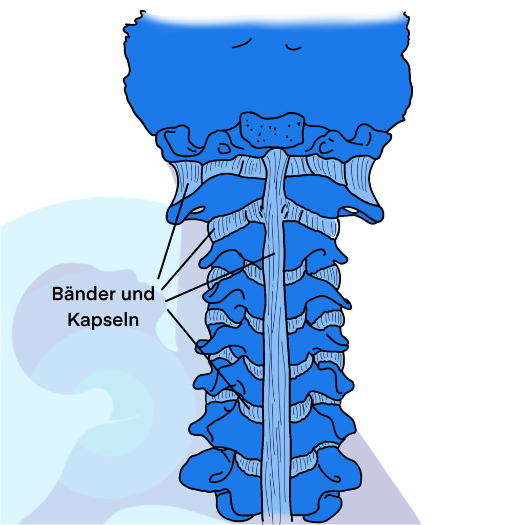 Bänder Gelenke Halswirbelsäule Physiotherapie