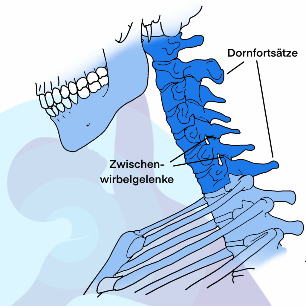 Halswirbelsäule Physiotherapie Gleisdorf